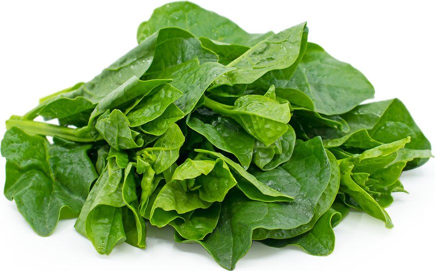 Malabar (Spinach)